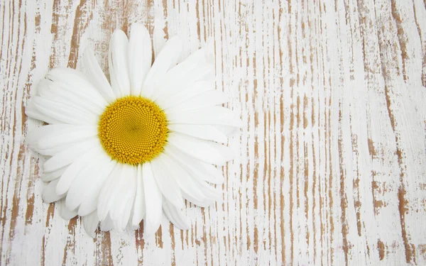 Daisy — Stock Photo, Image