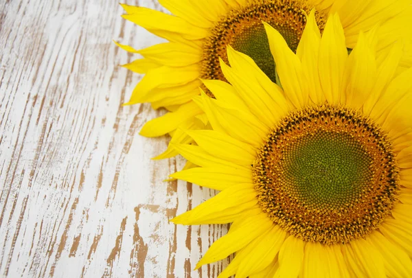 Girasoles — Foto de Stock