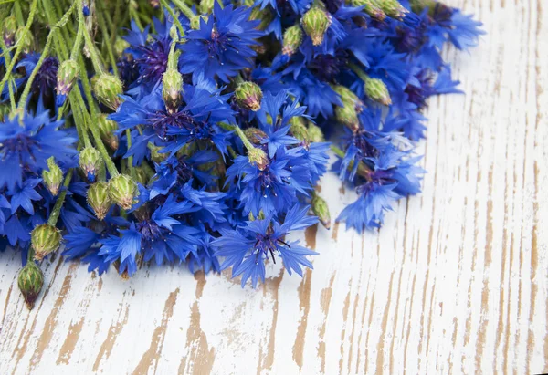 Cornflowers — 스톡 사진