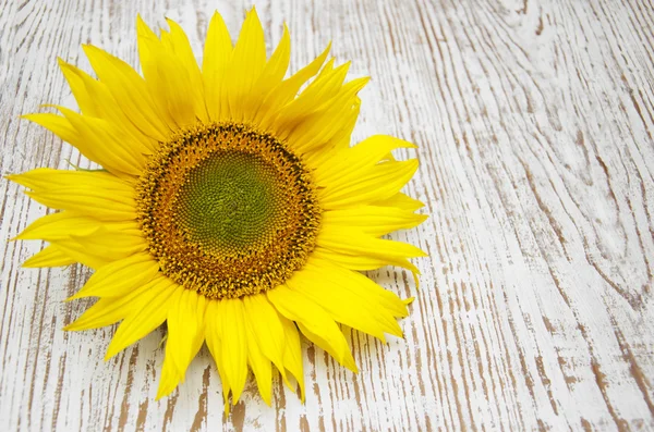 Girasol — Foto de Stock