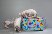Картина, постер, плакат, фотообои "three cute puppies opening gift", артикул 12743046
