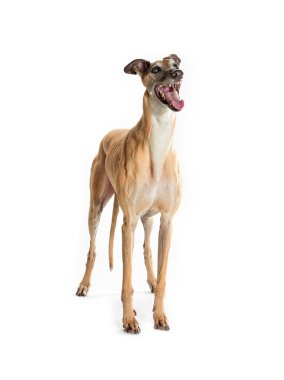 Greyhound barking