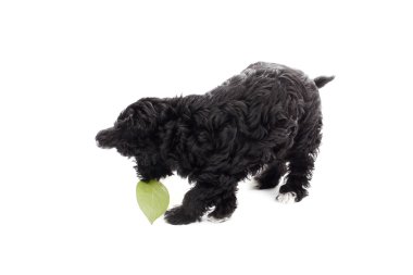 bir yaprak oynayan siyah köpek yavrusu