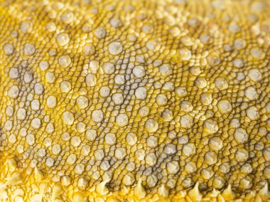 Dragon skin sakallı