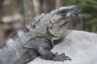 iguana görüntüyü kapat