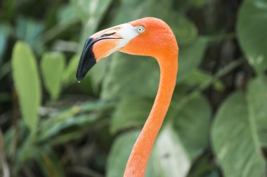 Amerikan flamingo kırpılmış