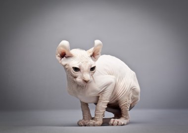 tüysüz kedi crouching