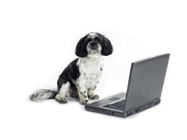 laptop ile köpek