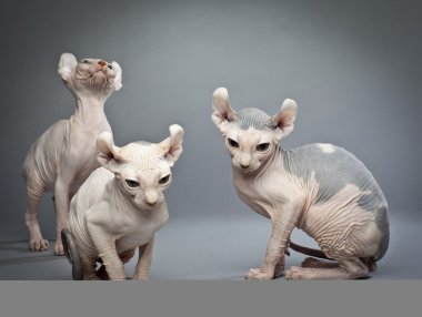 Elf kedi kalabalık