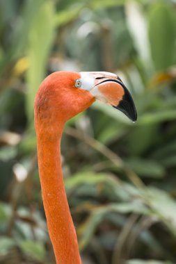 flamingolar kafa