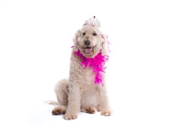 muhteşem labradoodle