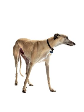 açık kahverengi greyhound
