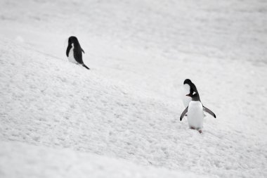 Gentoo penguins in snow clipart
