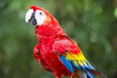 Hybrid macaw clipart