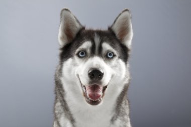 Husky ile mutlu bir yüz