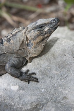 Iguana