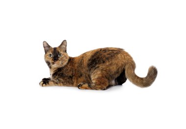 Evcil hayvan kedi uzanmış