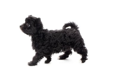 Shih tzu yürüyüşünün yan görüntüsü