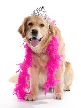 Aptal Golden Retriever
