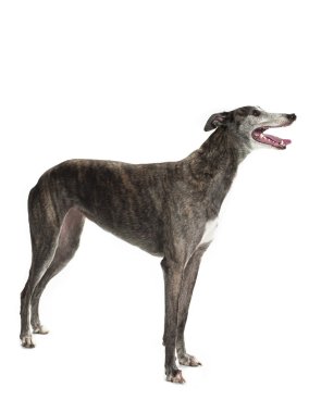 yana doğru ayakta greyhound