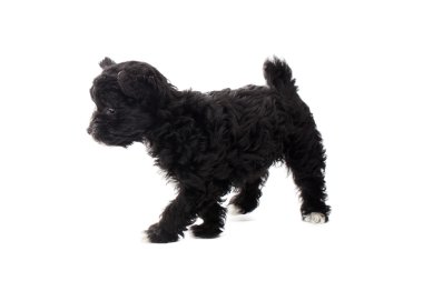 siyah köpek yürüyüş