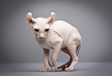 garip tüysüz kedi