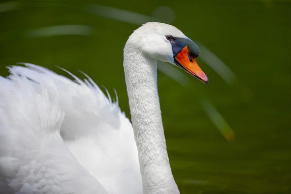 Un cygne nage — Photo