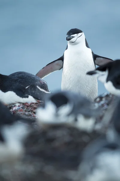 アデリー ペンギン — ストック写真