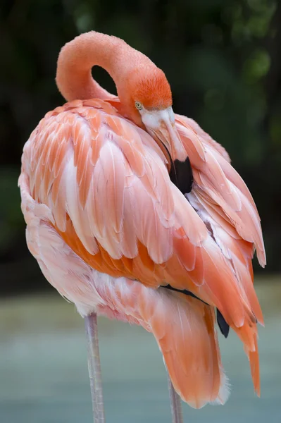Flamingo americano — Fotografia de Stock