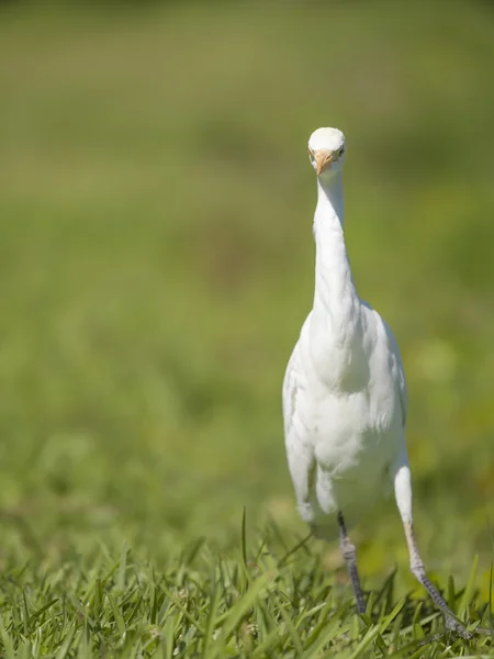 En vandrande heron fågel — Stockfoto