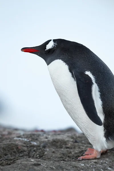 Pingüino antártico de pie — Foto de Stock