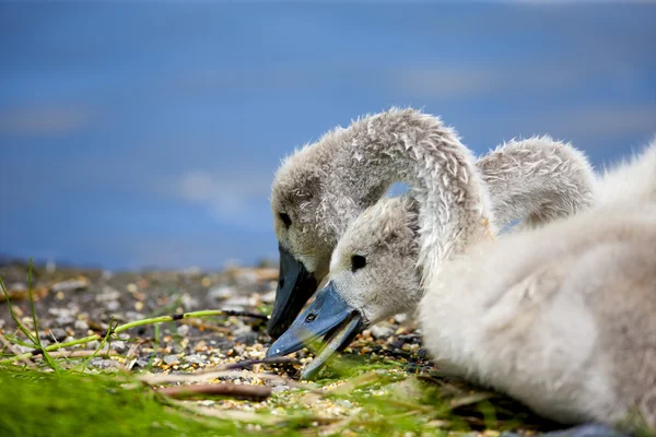 Baby labutě jíst oběd — Stock fotografie