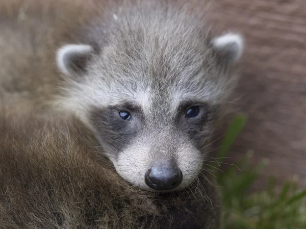 Baby racoon — Stock Photo, Image