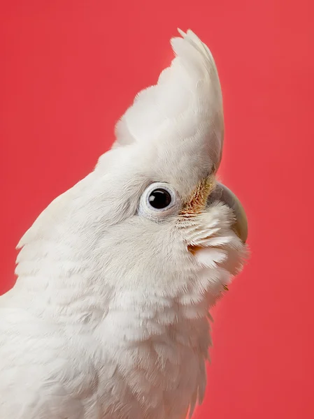 Papagaio branco adorável — Fotografia de Stock