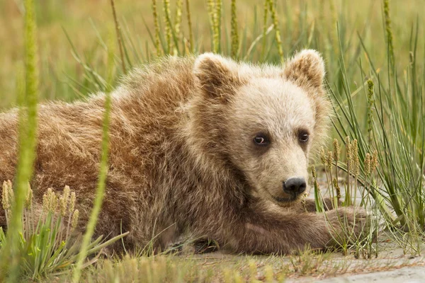 Bear cub in grass — Stock Photo, Image