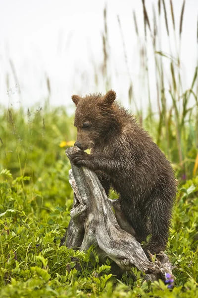 Bär am Baum — Stockfoto