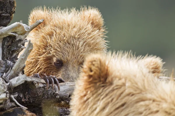 Bear mirror — Stock Photo, Image