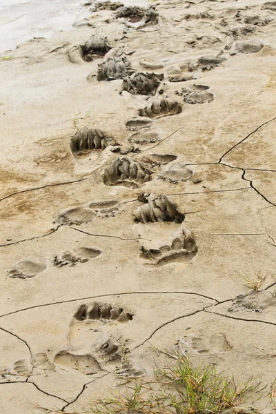 Bear prints in mud — Stock Photo, Image