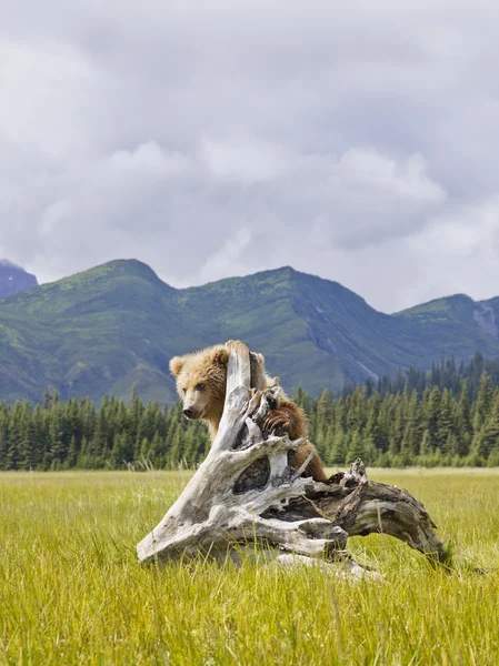 Медведь свисает с дерева — стоковое фото