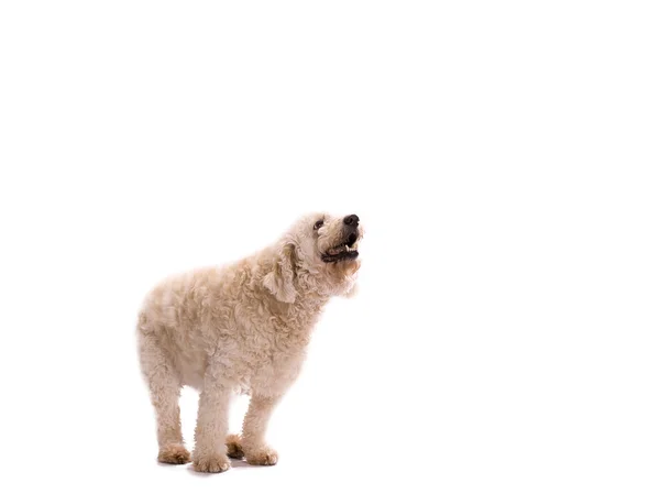 Begging labradoodle — Stock Photo, Image