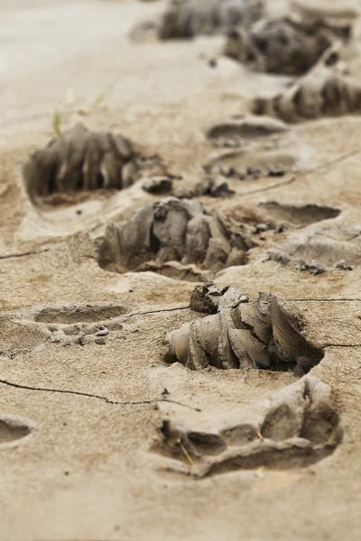 Bear tracks — Stock Photo, Image