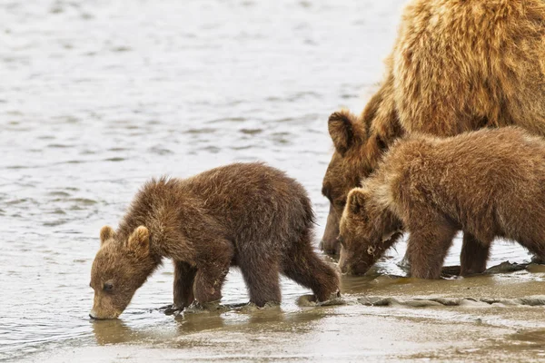 Ursos bebendo — Fotografia de Stock
