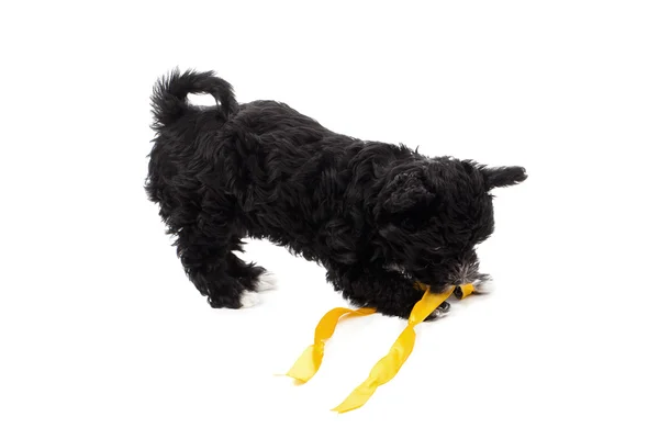 Black puppy biting a ribbon — Stock Photo, Image