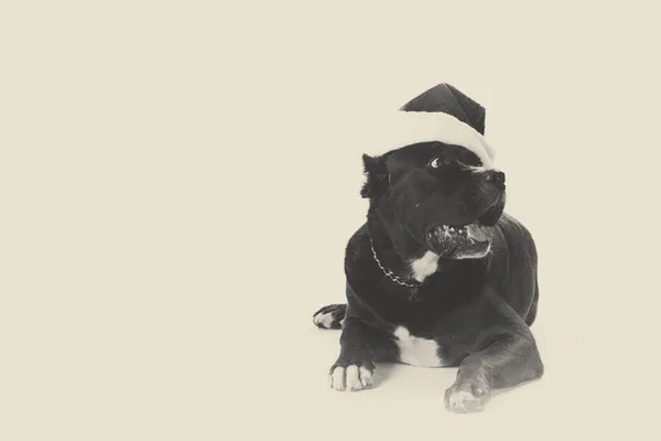 Schwarzer Pitbull mit Weihnachtsmann-Hütte — Stockfoto