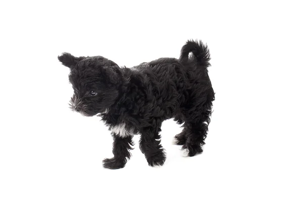 Black puppy standing alone — Stock Photo, Image