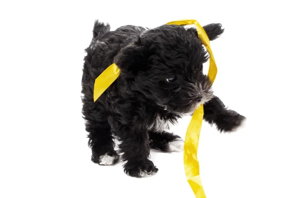 Black puppy playing ribbon — Stock Photo, Image