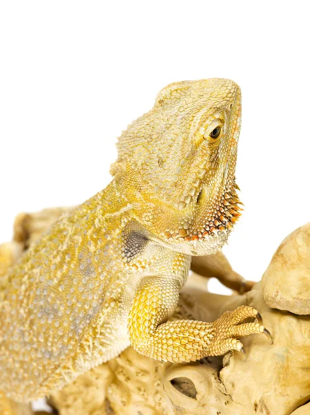 Bearded dragon lizard — Stock Photo, Image