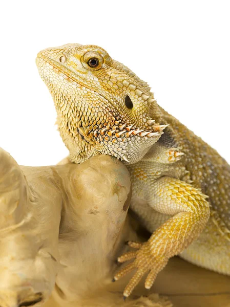 Sakallı Ejder sakallı Ejder