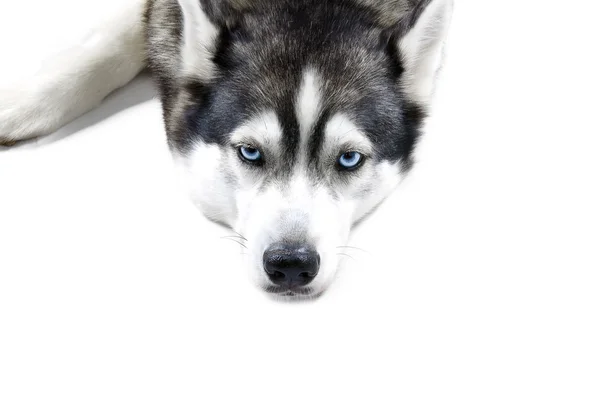 Gelangweilter Husky — Stockfoto