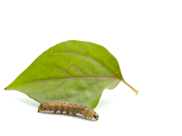 Brown caterpillar and leaf — Stock Photo, Image